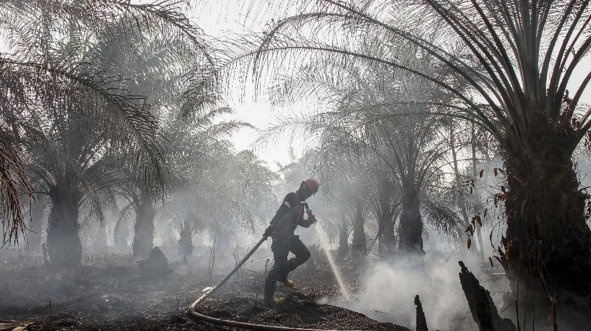 Post-Forest Fire Land Immediately Planted with Palm Oil, DPR Urges Authorities to Investigate