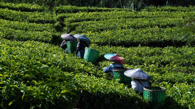 Warning! Matcha Prices Could Turn 'Bitter' Due to El Niño
