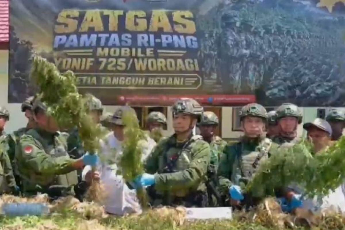 Yonif 725 Task Force Discovers 21,400 Cannabis Plants in Yahukimo