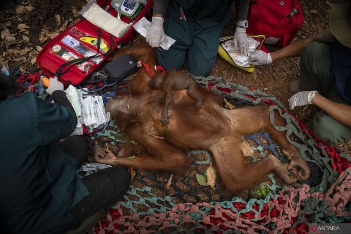 BKSDA and YIARI Rescue 6 Orangutans from Forest Fires