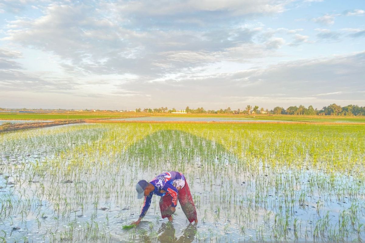 Supporting IKN Food Security, BRIN Proposes Building Agro Techno Park on Former Mining Land