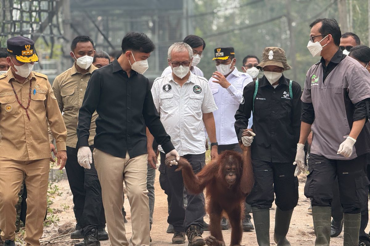 Gibran ensures orangutan care remains prioritised amidst forest fire smoke