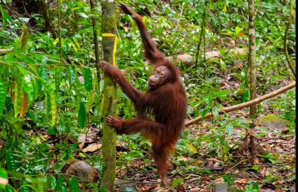 Vice President Gibran Highlights Impact of Forest Fires on Orangutans