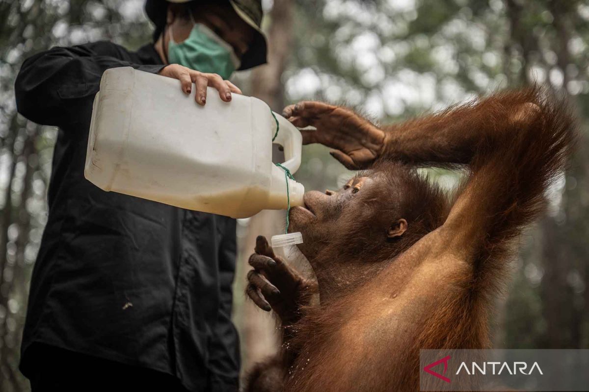 Additional nutritional intake provided to maintain health of orangutans affected by forest fire haze