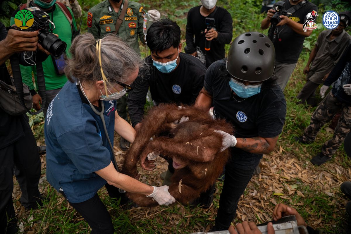 BKSDA-YIARI Rescue 15 Orangutans in One Month Due to Forest Fires