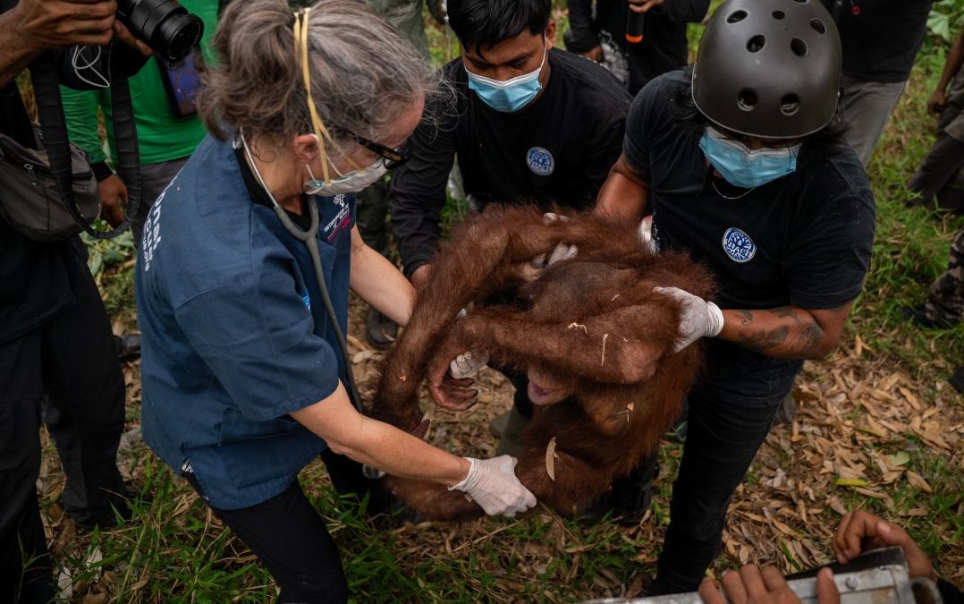 15 Orangutans Affected by West Kalimantan Forest Fires Rescued Within a Month