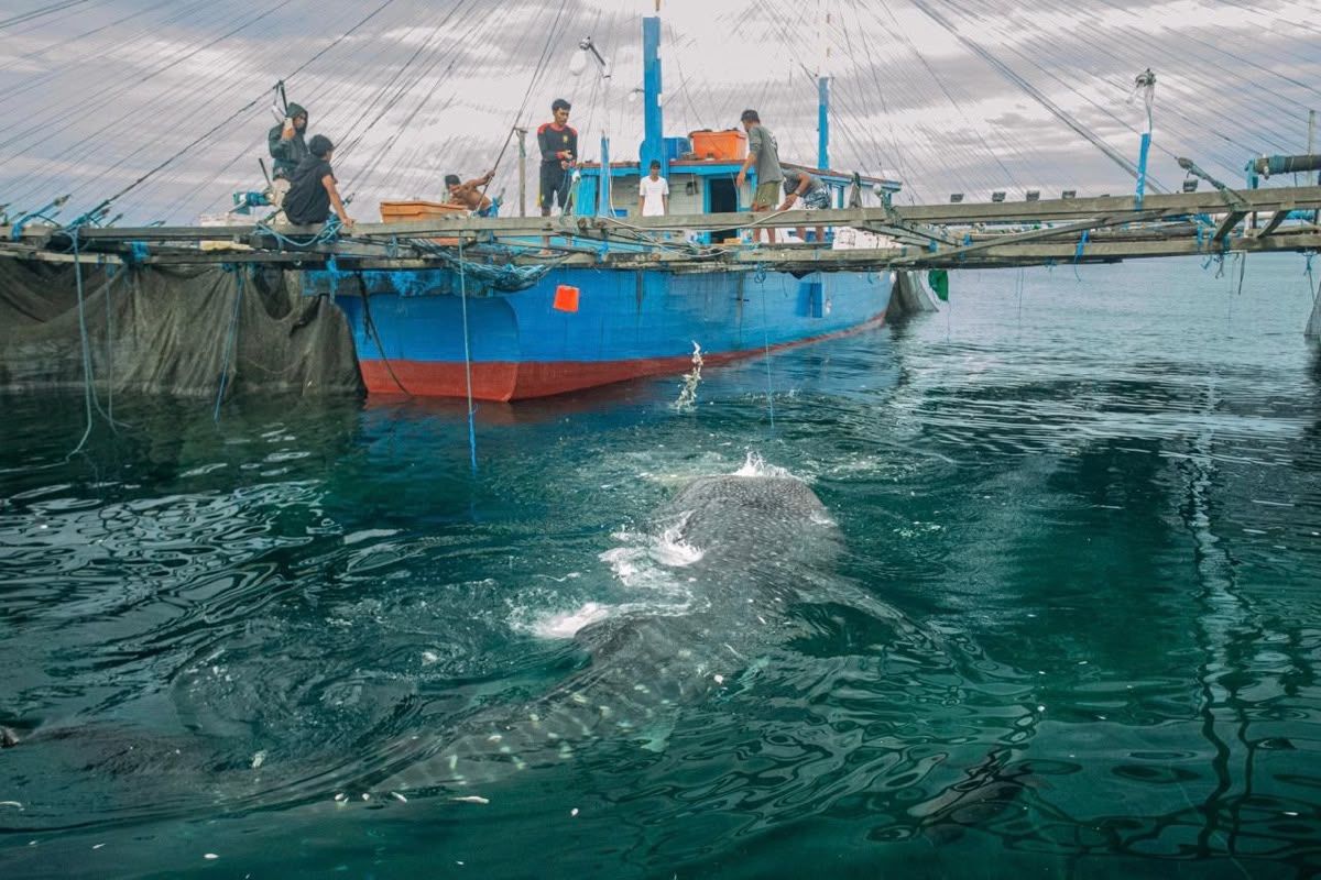 Satellite Technology Utilised to Protect Whale Sharks in Shipping Lanes
