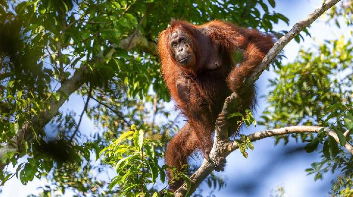 5 Baby Orangutans Found in Indian Forest: What It Means for Indonesia