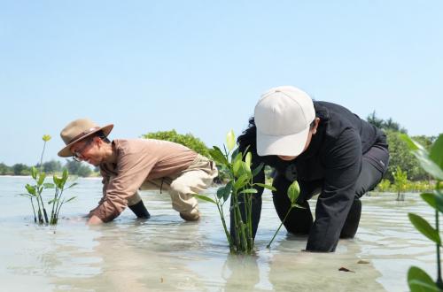 Hundreds of Mangrove Seedlings Planted on Pari Island to Protect Coastal Areas