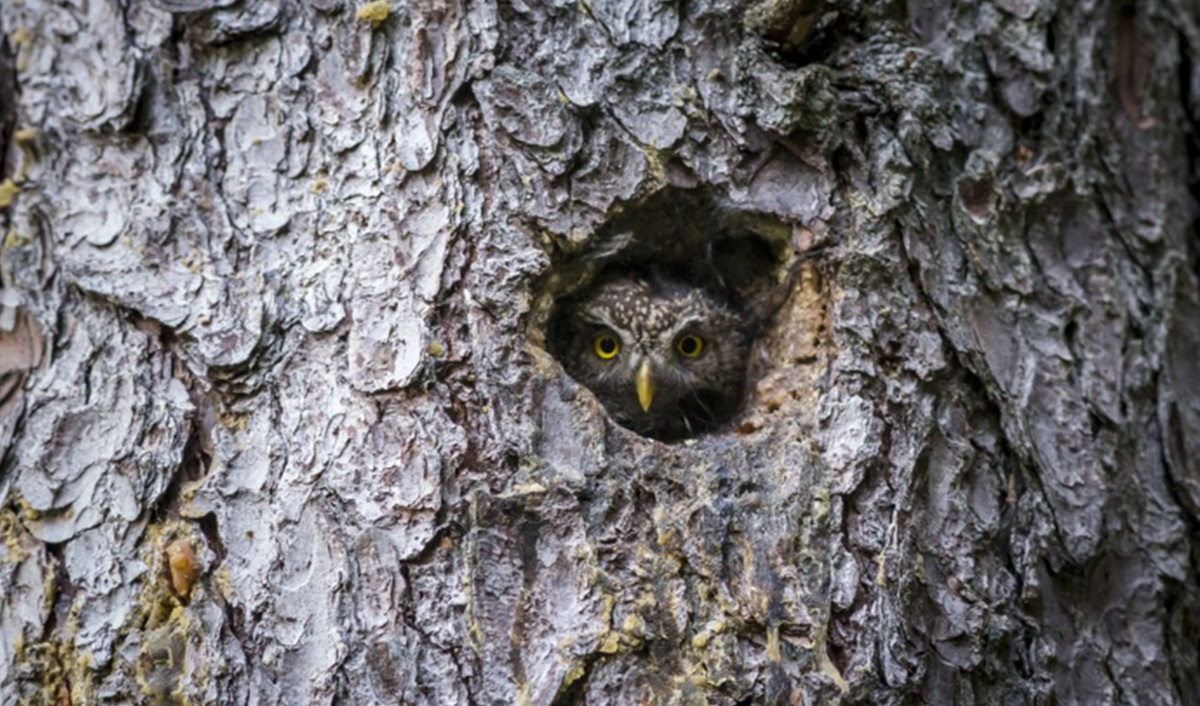 Hollow Old Trees Serve as Best Refuges for Wildlife Against Climate Change
