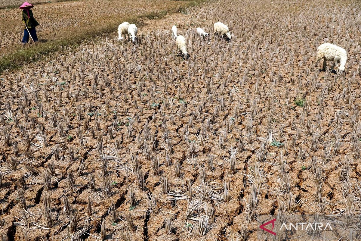 Kenya launches El Niño contingency plan to protect livestock