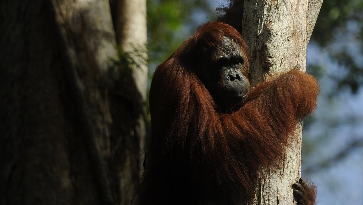 Forest Fires Spread in Tanjung Puting National Park, Central Kalimantan, Threatening Orangutan Habitats