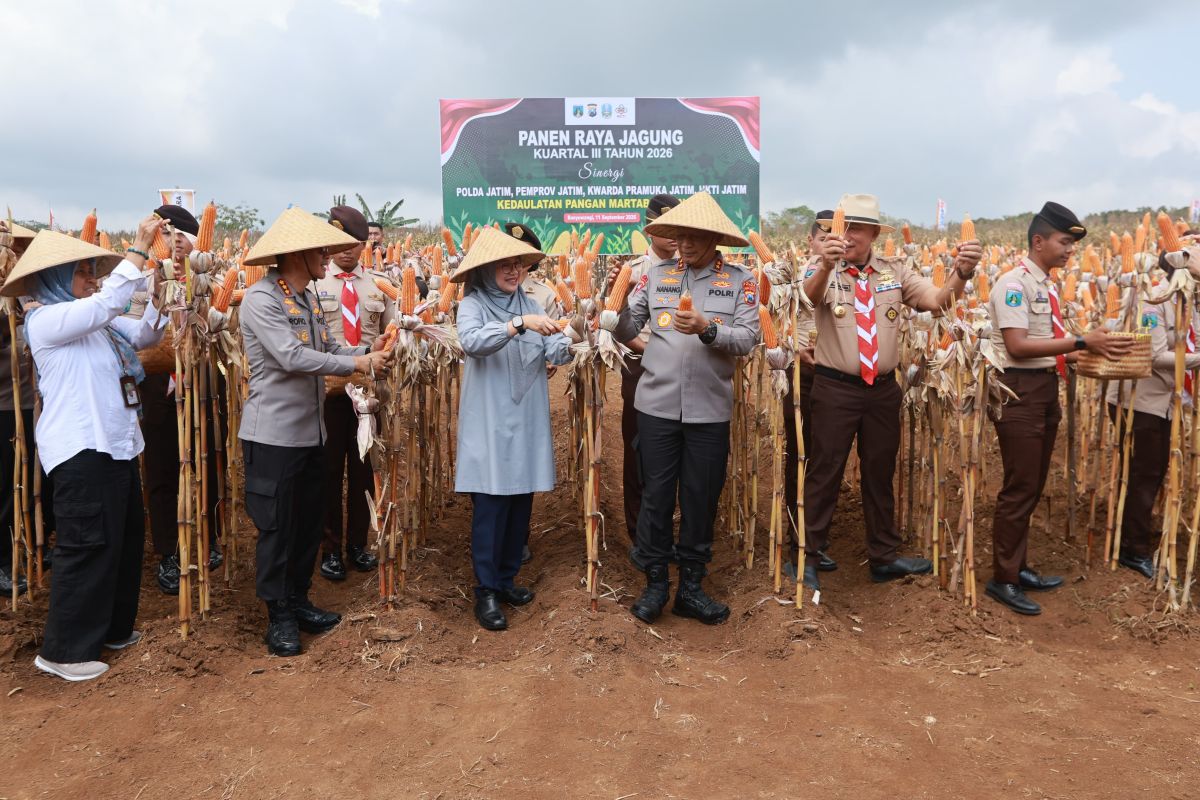 East Java Police Chief Attends Large-Scale Maize Harvest in Banyuwangi