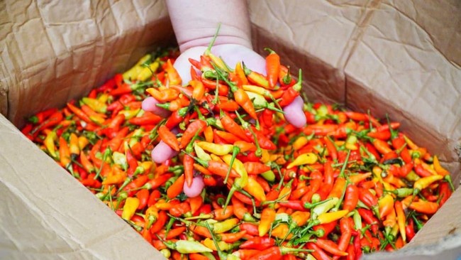 Chilli Prices Skyrocket to Rp152,000; Government Steps In