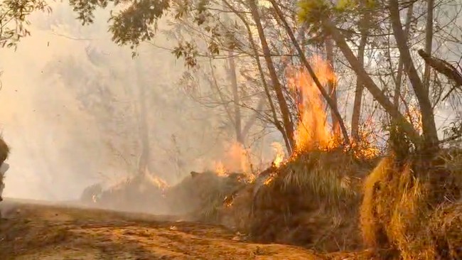 6 Most Resilient Plants: Surviving Eruptions, Floods, and Fires