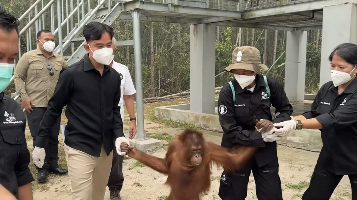 Gibran Holds Orangutan's Hand During Visit to Palangka Raya Rehabilitation Centre