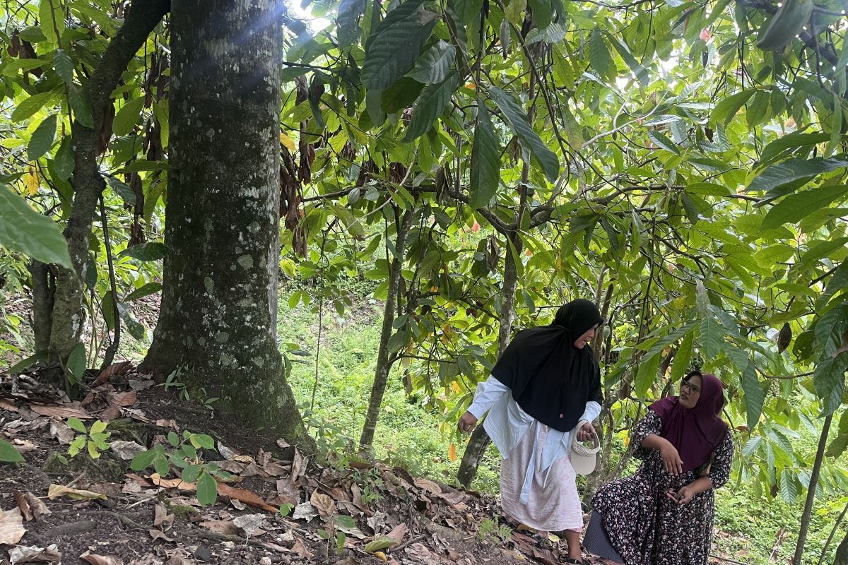 Beutong Ateuh: Mining Permits Issued While Still Recovering from Flash Floods