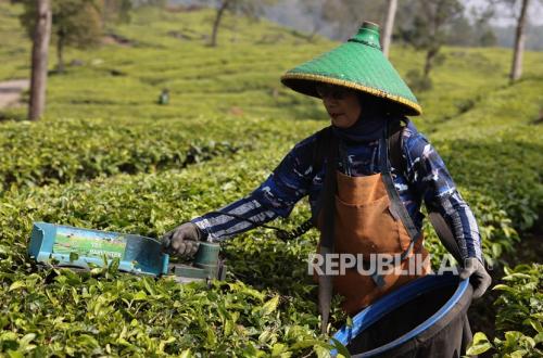 Avoiding Dependence on PTPN, Puskopkar Develops New Business Lines