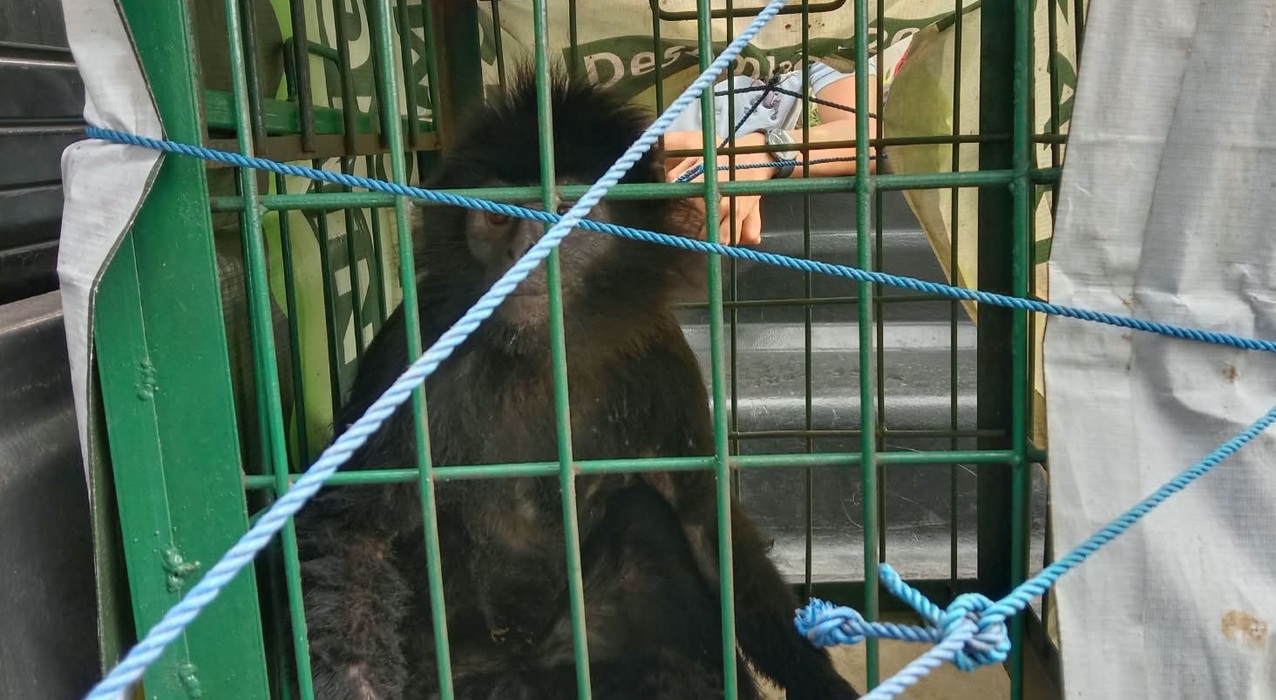Javan Lutung Injured After Being Hit by Truck, Cianjur Police Hand Over to West Java BKSDA