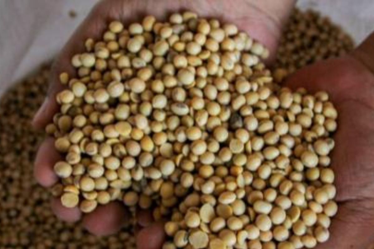 Andalas University Academics Develop Acoustic Sensor for Soybean Quality Detection