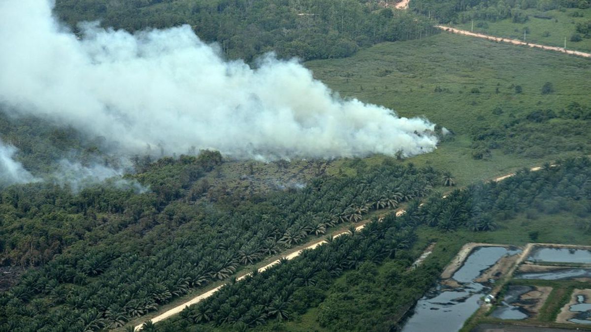 Forest Fire Hotspots in Kalimantan and Sumatra Reported to Decrease to 121