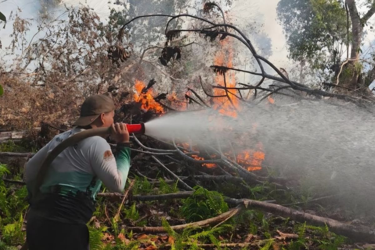 Law: From forest fire suspects to illegal mining in Bangka