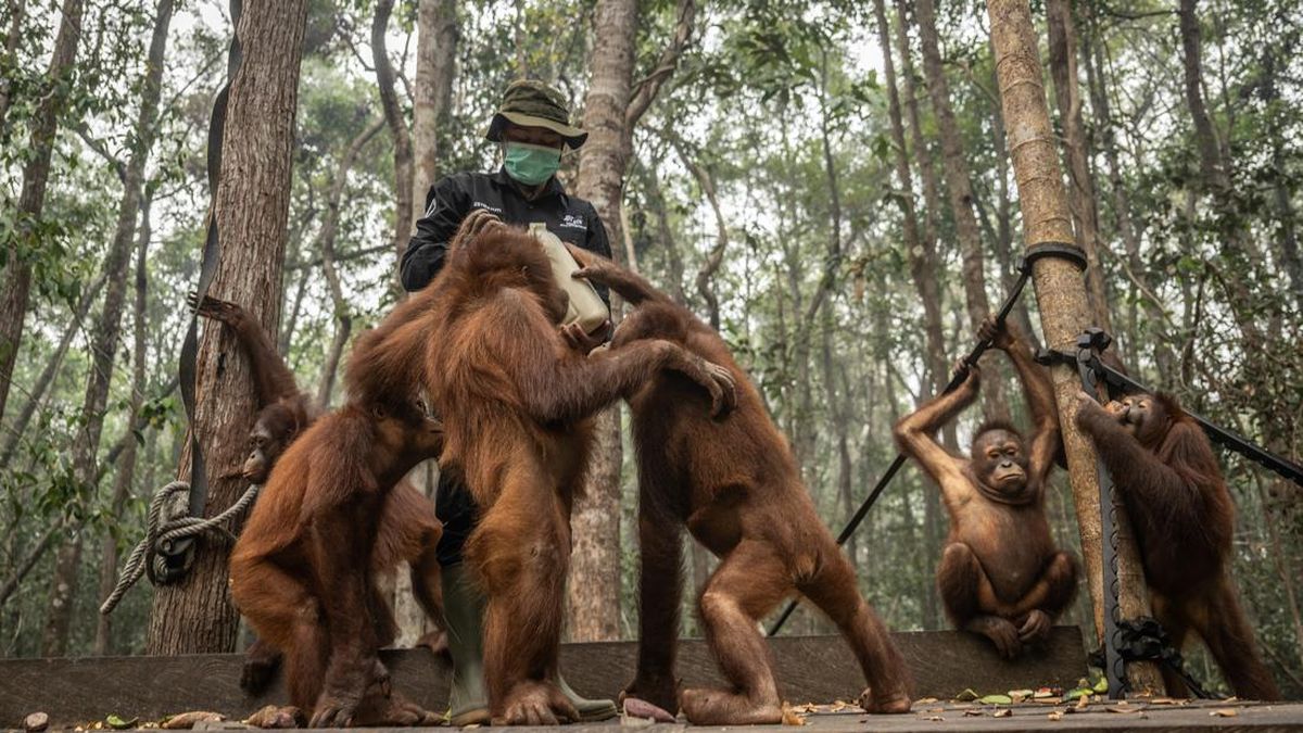 Environmental Activists Urge Orangutan Protection Amid Forest Fires
