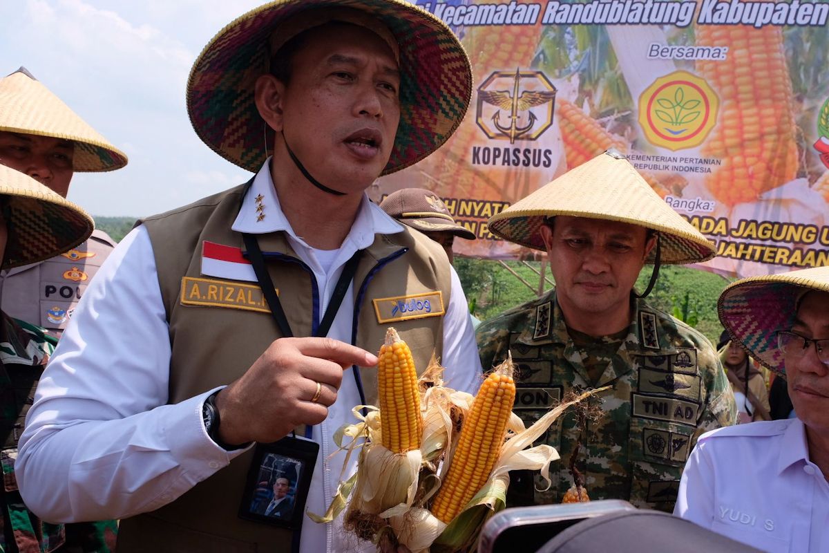 Bulog records SPHP maize distribution realisation at 159.3 thousand tonnes