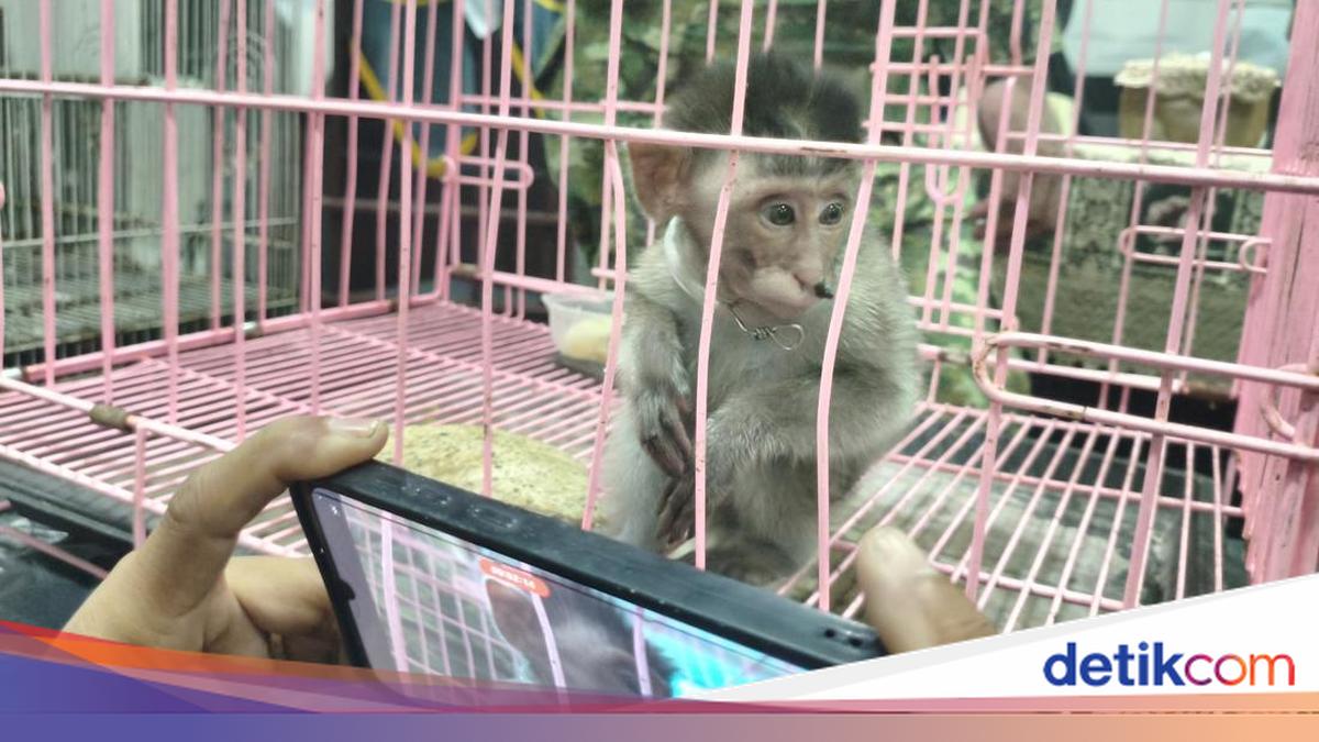 Cruel! Long-Tailed Baby Monkey Found in Suitcase at Juanda Airport