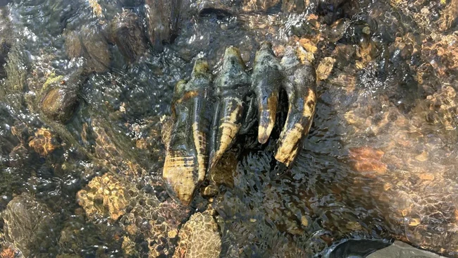 Searching for a Stone, Finding a Tooth — Turns Out to Be a 10,000-Year-Old Treasure