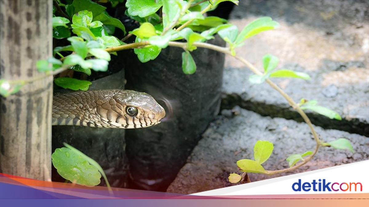 Fire Brigade Combs Scene After Python That Preyed on Cats Goes Viral in Depok
