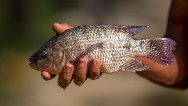 Blackchin Tilapia Sparks Major Disaster, Neighbouring Country of Indonesia Declares Emergency