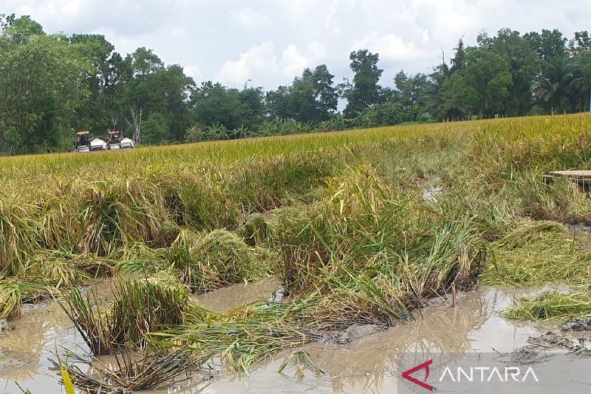 Paddy field creation programme in South Sumatra on track