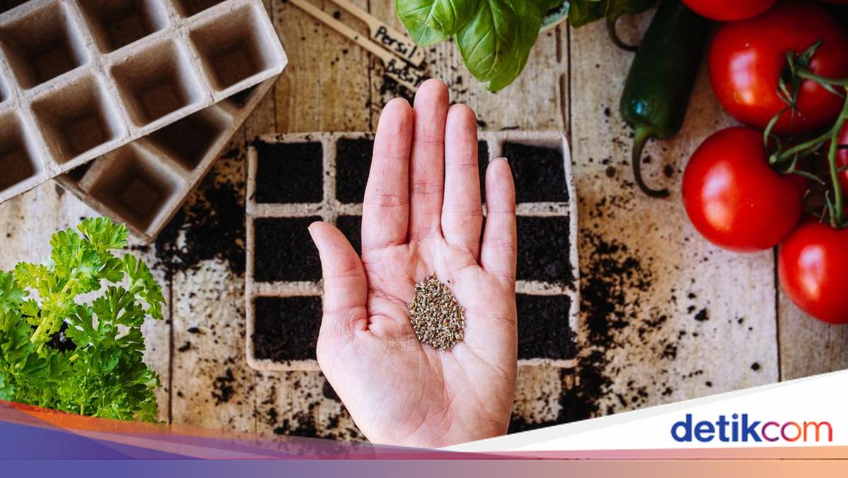 Superior Seeds: A New Path Towards Food Sovereignty