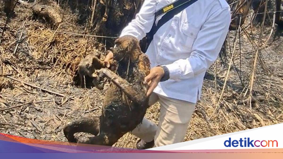 12 Proboscis Monkeys Die in South Kalimantan Forest Fires