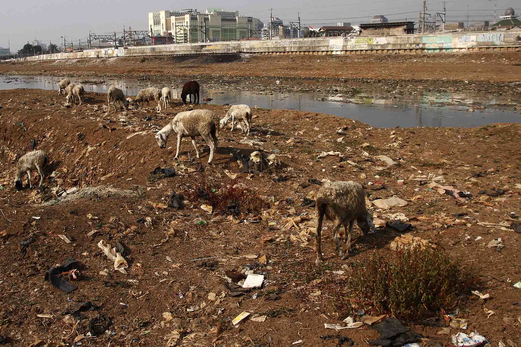Several Areas in Jakarta Begin to Face Drought, Pramono Requests Water Distribution