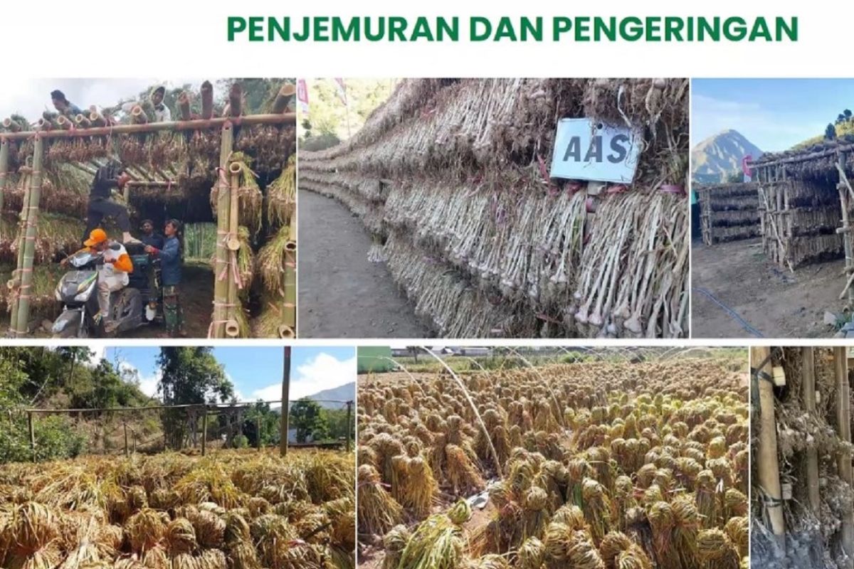 Government prepares strategy to achieve garlic self-sufficiency