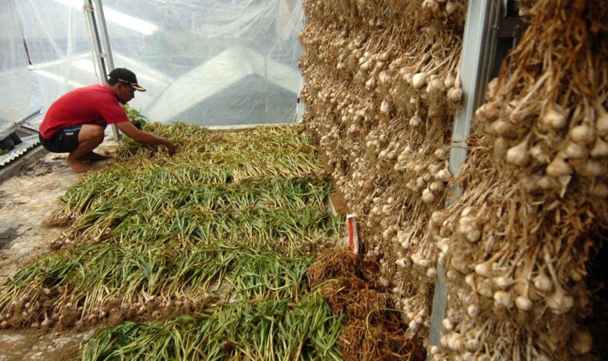 Garlic Self-Sufficiency Pursued, Production Target Reaches 630,000 Tonnes