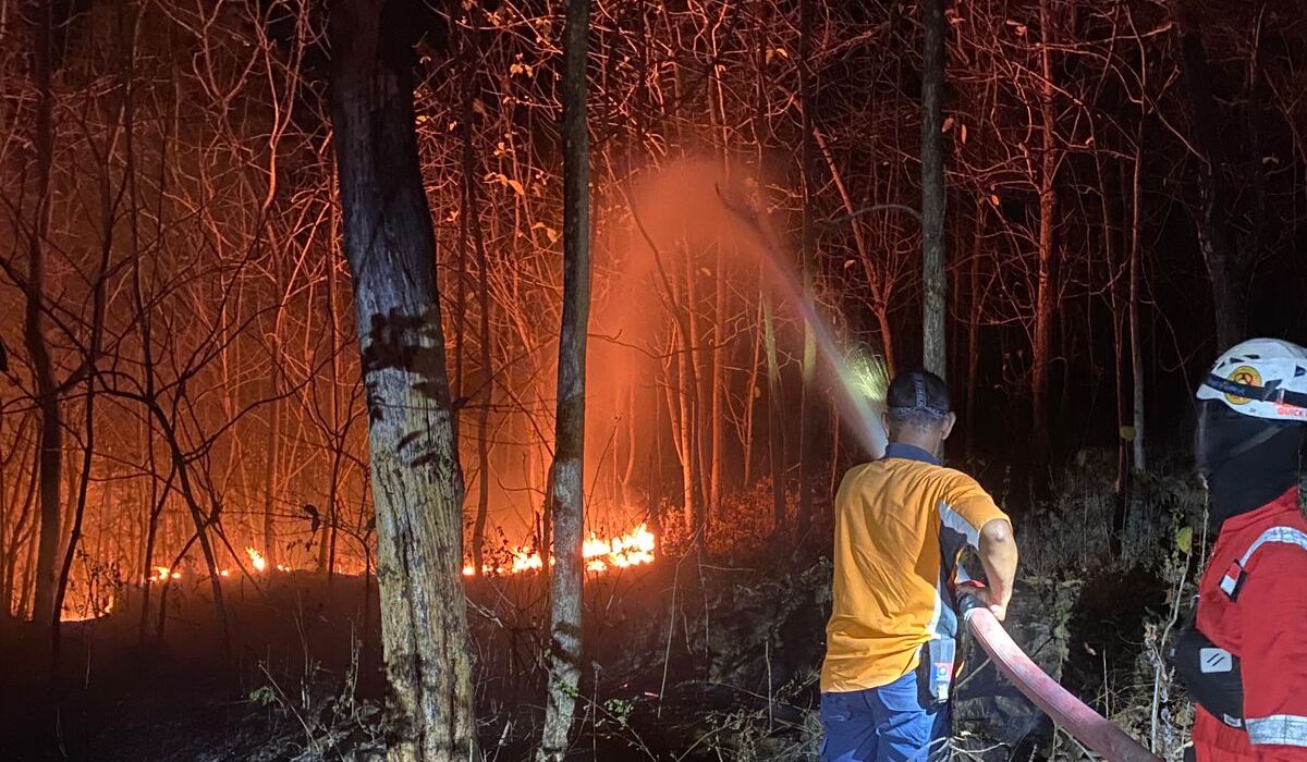Teak Forest Hit by Fire in Kebumen Region