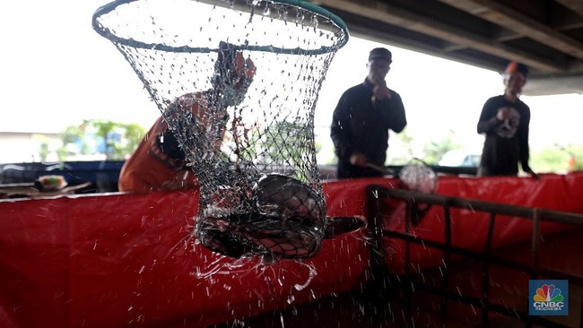 This Fish is a Favourite in Indonesia, Despite Absorbing Toxins from Water