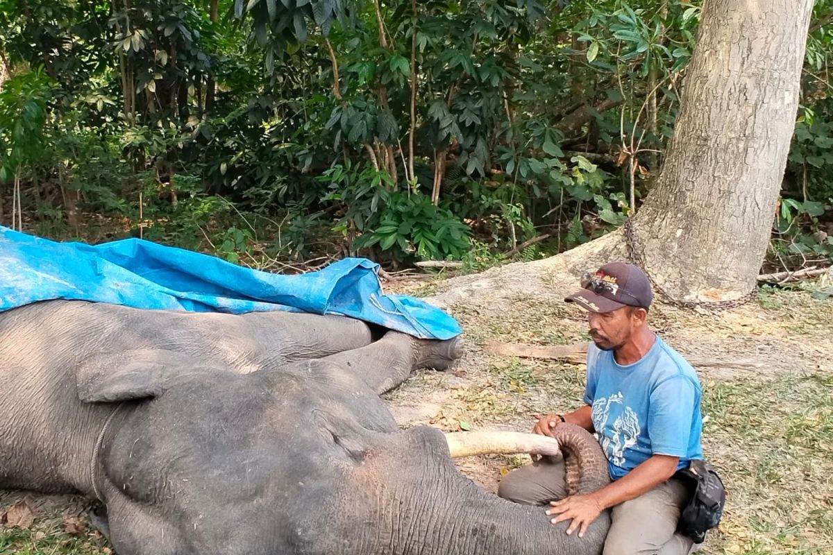 BKSDA: A domesticated elephant dies in Riau due to digestive disorders