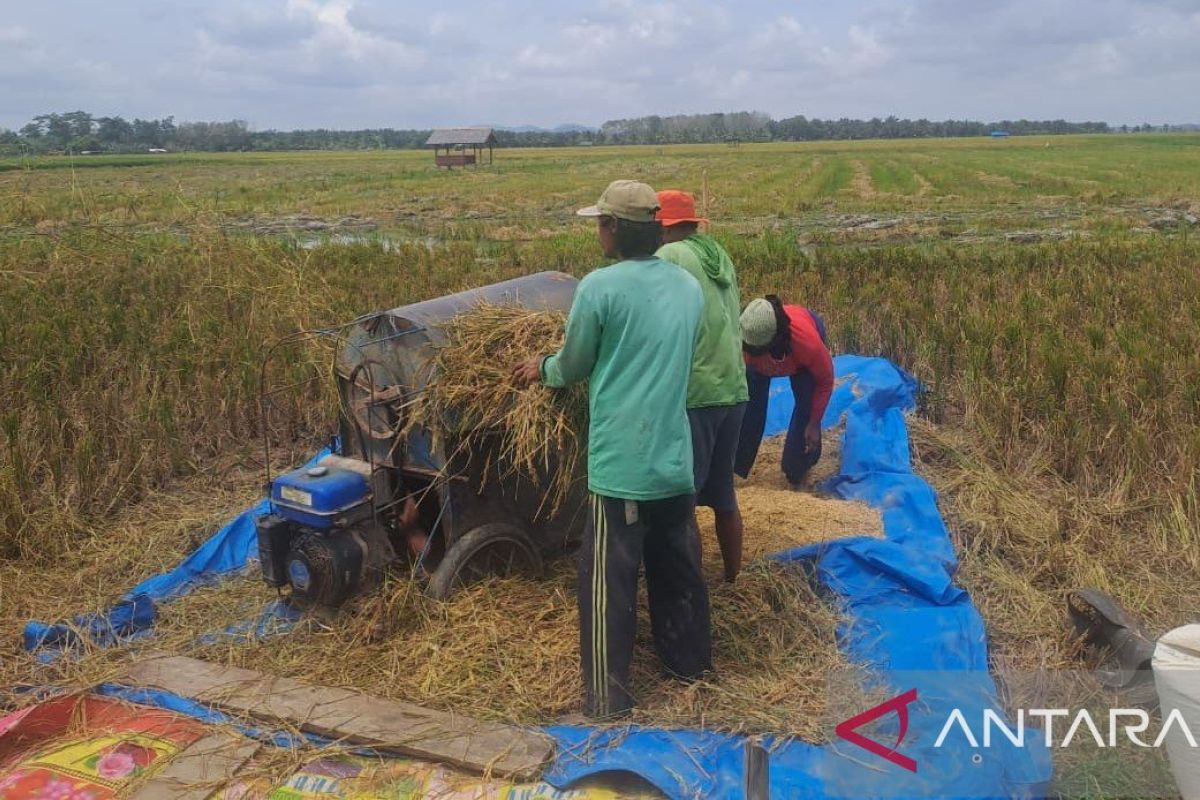 DPKP: Rice Production in South Bangka Achieves Surplus