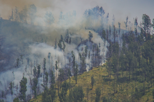 Experts Urge Bromo Management to Strengthen Fire Mitigation
