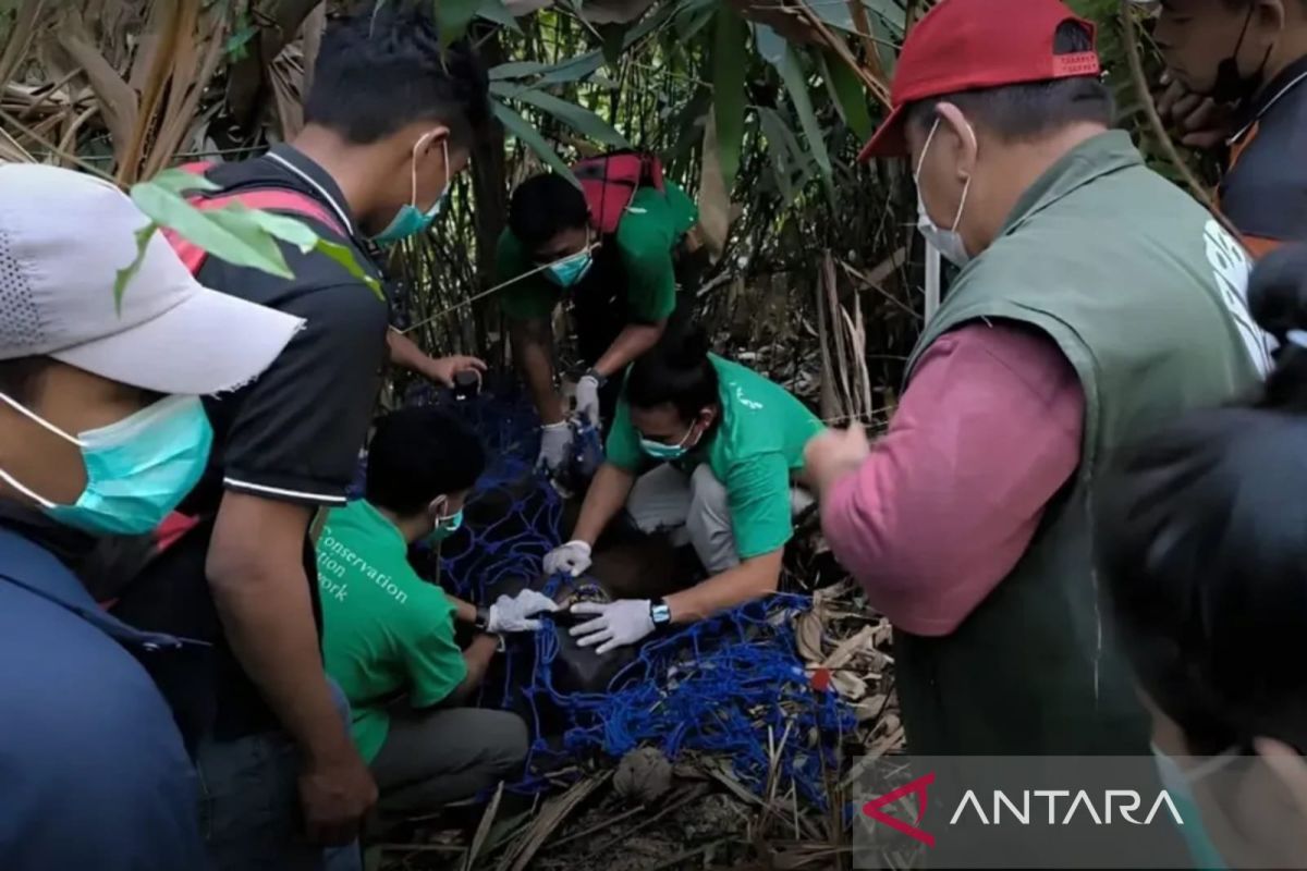 Dehydrated, emaciated orangutan rescued by East Kalimantan BKSDA