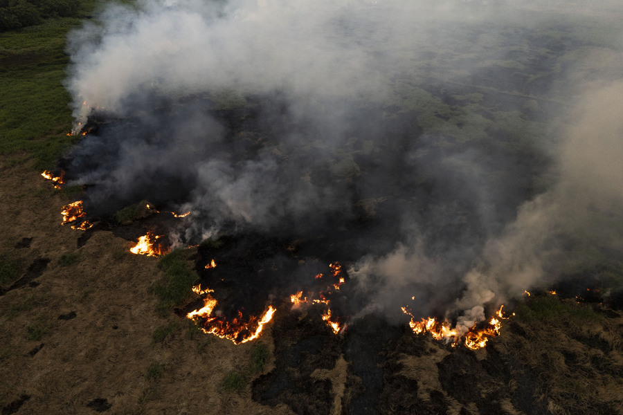 Three Orangutans Affected by Forest Fires Evacuated in North Kayong