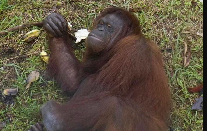 Strengthening Wildlife Protection from Forest and Land Fires