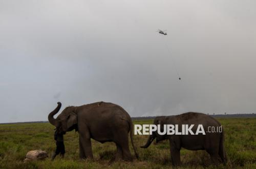 Forest Fires Encircle Banyuasin Elephant Conservation Centre
