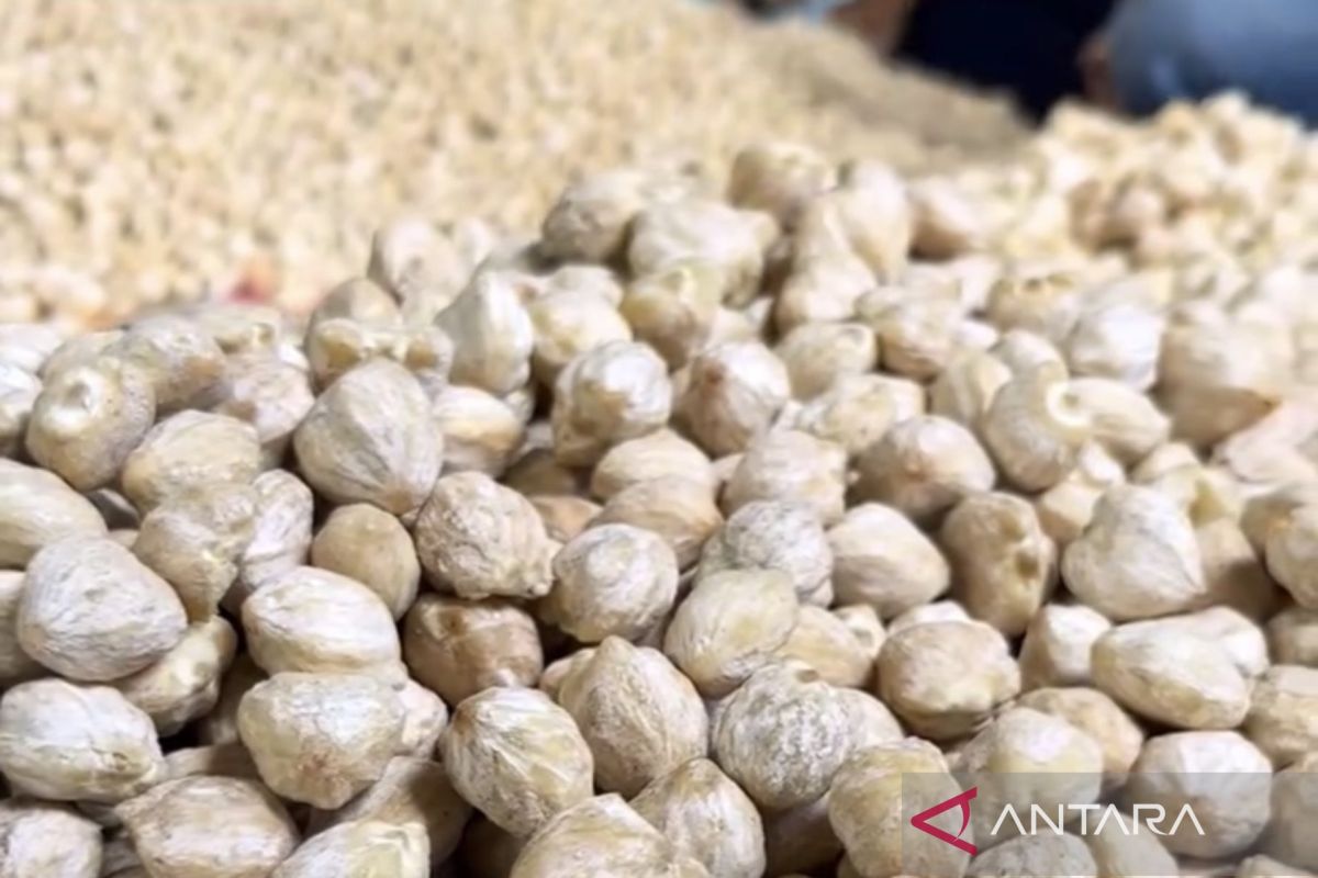 Candlenut Downstreaming Increases Income Without Deforestation