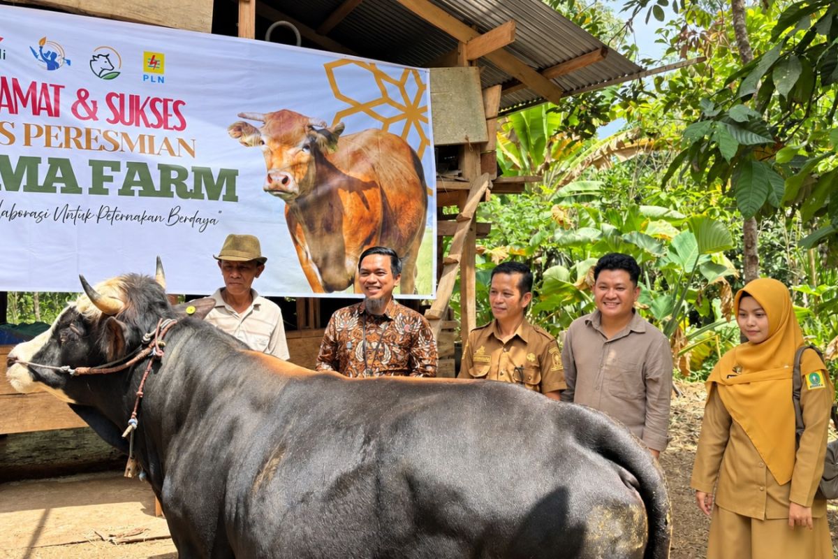 PLN UID Sulselrabar TJSL Programme Drives Economic Independence in Sinjai