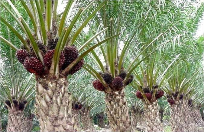 Haji Isam Group's CPO Stocks Surge: Examining Performance Prospects and Valuations